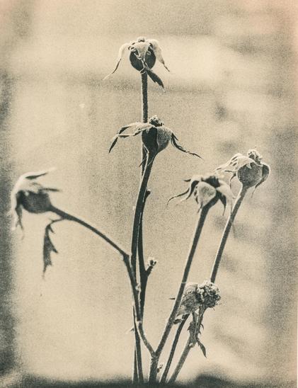 The image is a lith print photograph taken in a darkroom. It depicts a withered plant with multiple stems and dried flower buds. The photograph has a grainy texture and a soft contrast, characteristic of the lith printing process. The background is blurred, emphasizing the delicate details of the plant. 

Since the photo was taken in winter, small frozen ice crystals can be seen on the plant, giving it a fragile and slightly frosty appearance. The overall atmosphere of the image feels melancholic and timeless, with the aged and decayed plant contrasting against the soft, diffused light in the background.