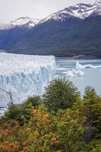 The majestic Perito Moreno Glacier extends into Argentino Lake, surrounded by rugged snow-capped mountains and endless forests and trees. It is a combination of a harsh, cold environment softened by a cluster of flowering trees in the foreground. 

 #glacier #argentina #patagonia #mountains #snowcapped #landscape #landscapephotography #icebergs #losglaciares #worldheritage #unesco #cold #rugged #AYearForArt #buyIntoArt #giftideas #wallart #artforsale @joancarroll 

https://joan-carroll.pixels.com/featured/perito-moreno-glacier-argentina-2-joan-carroll.html
