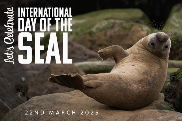photo of seal for international Seal day