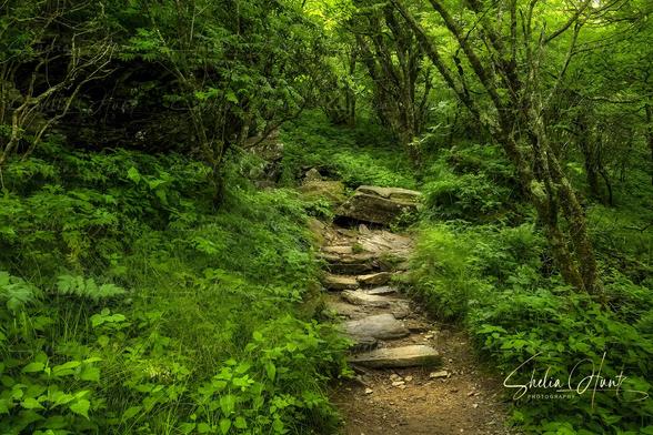 Forest trail in the Blue Ridge Mountains with lush greenery and dappled sunlight, captured at Craggy Gardens, North Carolina. From the Fine ARt Gallery of Shelia Hunt.