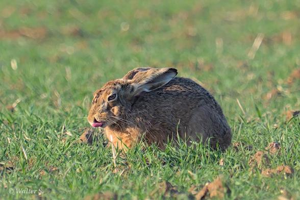 A brown mammal with long ears sticking its tongue out