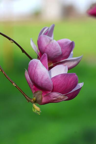 Chinese Magnolia