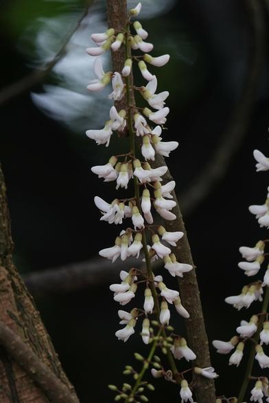 A group of white flowers growing around and along a branch. The flower petals are curved and tightly clustered together.