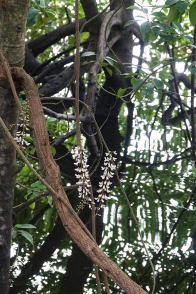 A wider shot, showing the flowers growing from the tip of branches, which are hanging down.