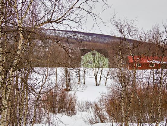 Winter scene in a dreary day. In a leafless birch forest a mint green wooden house, and a red barn on the right, lay silent and still.