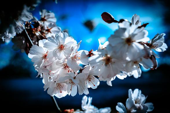Colour picture of cherry blossoms on a twig. Colouirs have been changed, the pink is now white and all the rest is blueish tinted