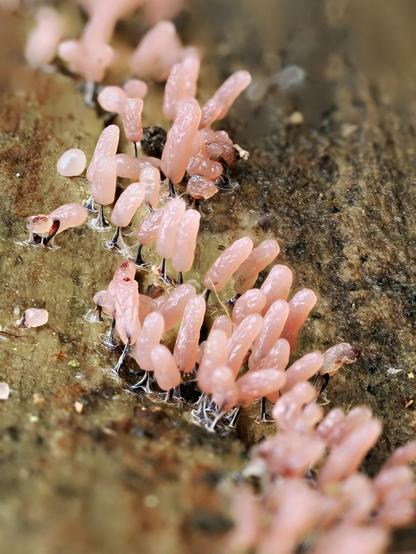 Mass of tubular light pink forms, attached to the rotten wood by a short dark thin stem, cutting diagonally through the vertical image.