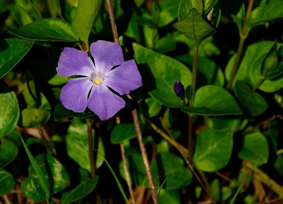 Periwinkle