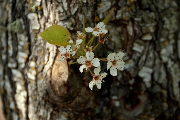Bradford Pear Blossoms