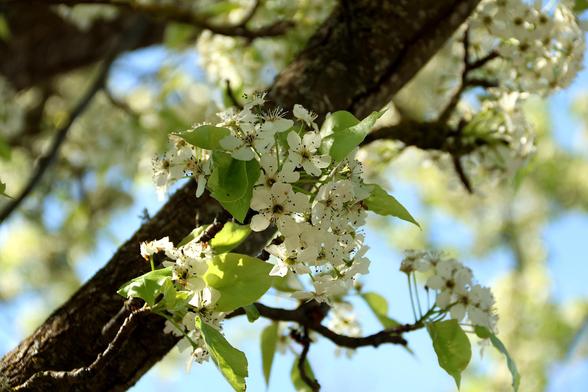 Bradford Pear Blossoms