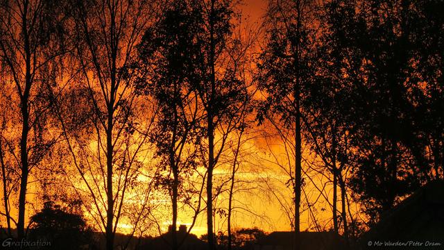 A colour photo of a sunrise, seen through the silhouette of a row of trees. At the bottom of the shot behind a rooftop chimney pot the sky is yellowish, by the centre of the photo it has become orange and gold. Towards the top, where the treetops are, it has shades of deep orange-red.