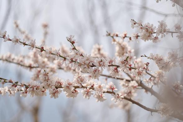 Apricot blossoms. 100mm Macro. Lumix S1RII.