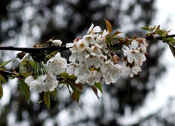 Rainier Cherry Blossoms during an April Rain.
Look closely and you can streaks of rain