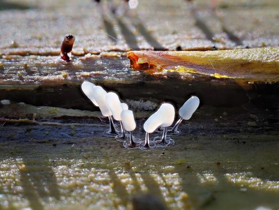 Semicircle of slime molds, little white tube-like forms on a thin black footstalk. They receive direct light from above in the image, so they cast shadows toward the lower part of the image.