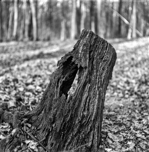 The image is a black and white photograph of a decaying tree stump in a forest. The stump is old and weathered, with a large hollow section in its center, indicating natural decomposition. The texture of the bark is rough and deeply grooved, emphasizing the age and exposure to the elements. Fallen leaves cover the forest floor, and blurred trees in the background create a soft, dreamy atmosphere with a shallow depth of field. The composition focuses closely on the stump, making it the main subject against the out-of-focus woodland backdrop.