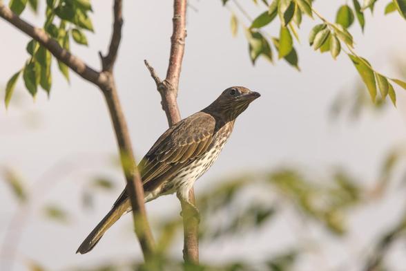 A female Australian Figbird. She is brown and has a pale striated front. 