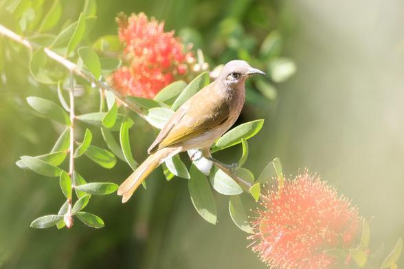 A Brown Honeyeater, which actually has olive wings, but a browny olive. 
