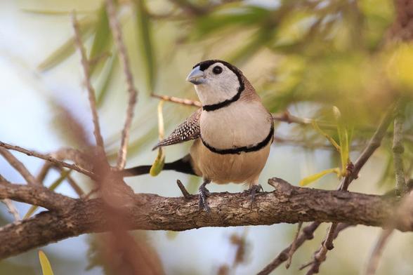 A Double-barred Finch in a Callistemon tree.

The bird is pale in colour with two black bars, one at the neck, one at the base of the chest. The upper bar circles the head, and forms a triangular crown above the beak. 