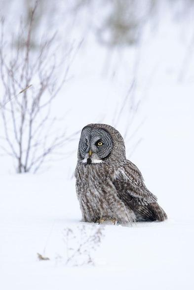 The head of the bird is in the middle of the photo
The bird is facing to the left and sitting in the snow.