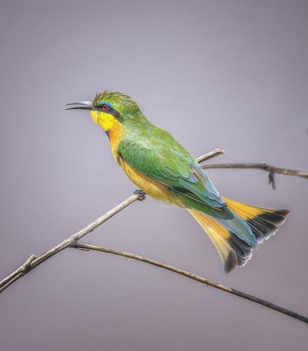 A little bee-eater perched on a branch. Photographed in Kenya.

#bird #beeeater #birdphotography #wildlife #wildlifephotography #perched #avian #africa #kenya #masaimara #nature #animals #artforsale #wallartforsale #AYearForArt #BuyIntoArt #giftideas @joancarroll 

https://joan-carroll.pixels.com/featured/little-bee-eater-kenya-joan-carroll.html