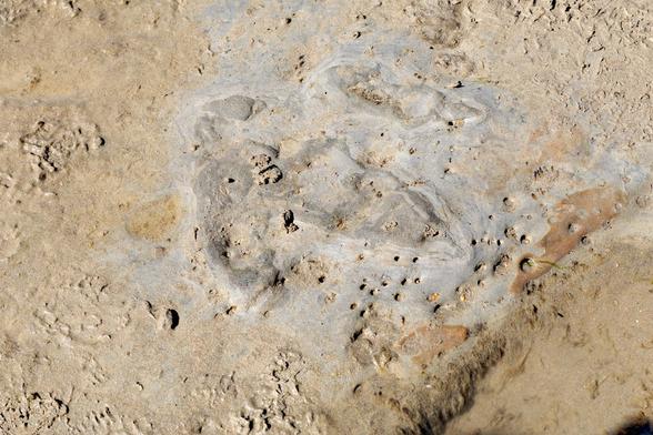 This is in sedimentary rock, 3 big toe prints, taloned, and a heel print are visible. 