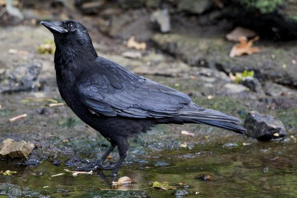 Sunlight catches the eye of a large carrion crow as it looks upwards while standing in shallow water at the edge of a burn. The bird's lovely blue-black feathers can be seen in beautiful layers on its back and wings.