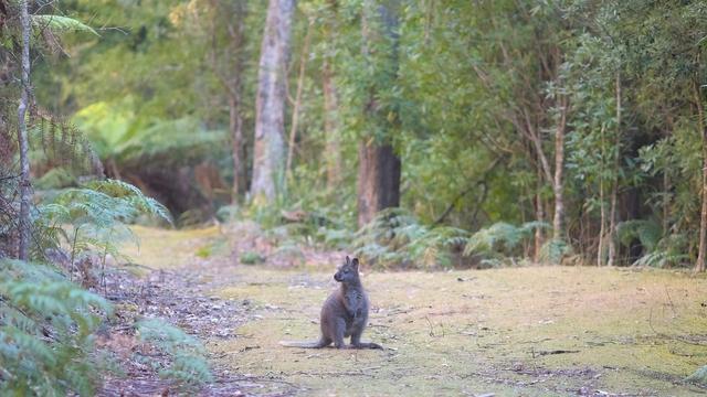 A wallaby on a moss covered path in the lower centre, facing forward to the right, while turned to the left with ears pricked.  Tall trees and ferns on either side of the pathway.