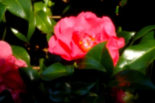 Japanese Camellia take with a 0.25mm pinhole lens. Focal length 44 mm