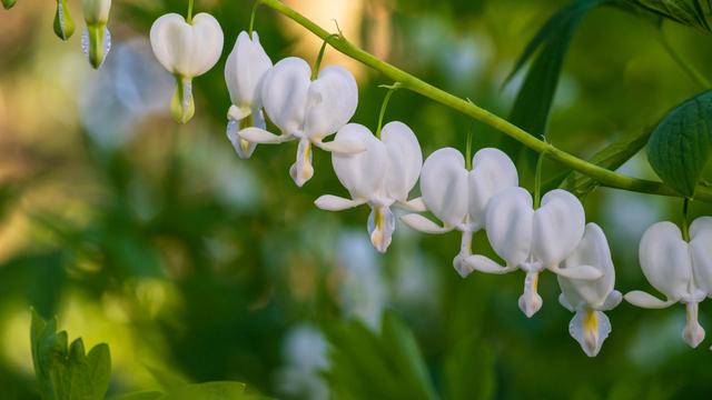 A cluster of delicate white flowers resembling hearts hangs from a green stem, set against a blurred green background.