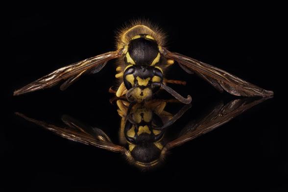 A dead common wasp, yellow and black, front on to the camera on a black background and reflected onto a black surface.