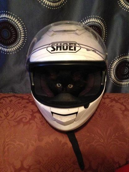 A white crash helmet on a brown sofa or chair. The helmet is black-lined and inside is a black kitten with wide green eyes looking out at the viewer.