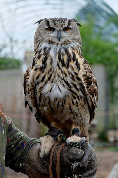An Eagle Owl looking haughty and magnificent on a falconry glove. 