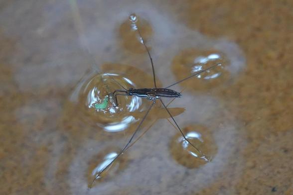 An insect with long legs resting on the surface of water. The body is dark brown, with a light stripe running down the back of the abdomen.