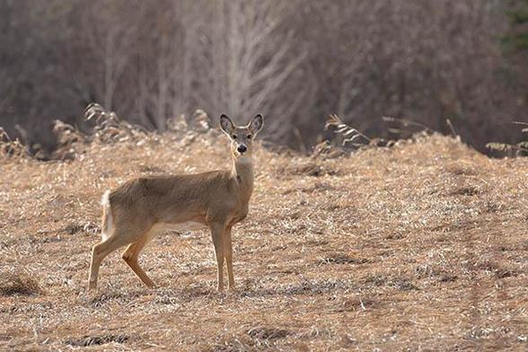 The head of teh Deer is just left and above the middle of the photo.
The deer is facing to the right but looking to the camera.
The Deer is standing in a field of long dead grass with trees in the background.