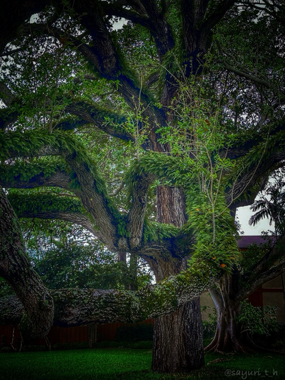 Big thick tree with many unique shaped branches. Branches are covered with ivy and other greens.