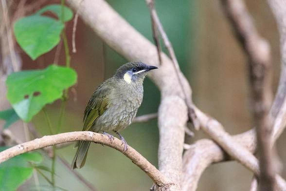 Right-side profile of a Lewin's Honeyeater on a curved branch. It is an olive green bird, either the wings being the most olive, the head being somewhat darker on top, with pale lores, a yellow crescent behind the eye, and a touch of blue-grey immediately behind the eye. It has a short but slender pointy beak. The main body is a grey-olive mottled pattern.