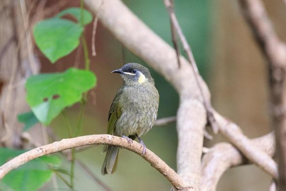 Lewin's Honeyeater on a curved branch with its head turned to the left. It is an olive green bird, either the wings being the most olive, the head being somewhat darker on top, with pale lores, a yellow crescent behind the eye, and a touch of blue-grey immediately behind the eye. It has a short but slender pointy beak. The main body is a grey-olive mottled pattern.
