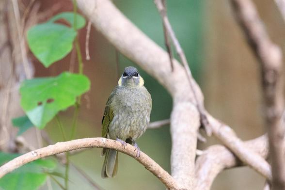 Lewin's Honeyeater on a curved branch looking directly at the camera. . It is an olive green bird, either the wings being the most olive, the head being somewhat darker on top, with pale lores, a yellow crescent behind the eye which when viewed face on, look like large earmuffs. It has a short but slender pointy beak. The main body is a grey-olive mottled pattern.