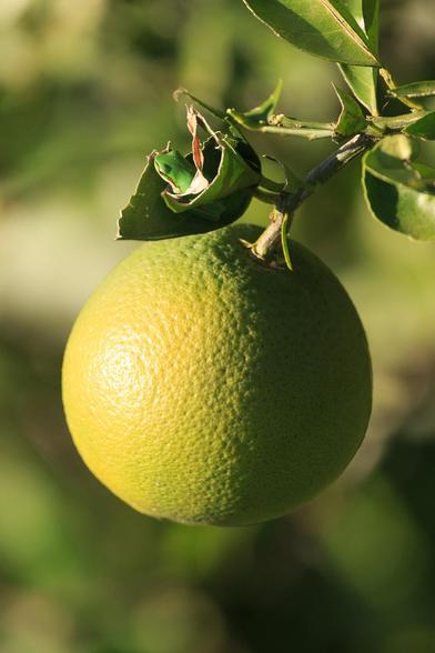 A tiny green frog sitting in a "nest" of a couple of leaves forming a cup. The leaves have been chewed by grasshoppers, so that they have a jagged edge. The leaf cup is above a large citrus fruit that is starting to change colour from green to a greeny-yellow. 