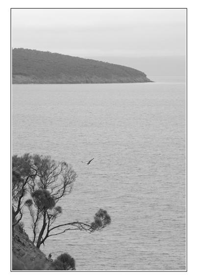 View from a bluff over water in portrait black and white.  Sheoaks cling precariously to a near 70 degree slope in the lower foreground.  A Pacific Gull soars level with the trees overr the water below.  A distant headland juts into the frame at mid upper left, ending in a low cliff wall.  The water is calm, wavy; the sky a nondescript gray.