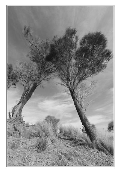 Two very weathered Sheoaks, each leaning heavily into the other.  Wispy white clouds above, dry stony foreground. Image converted to black and white, in portrait layout.  This image was taken with a Samyang ultra wide angle lens.