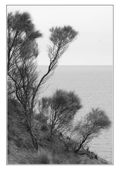 Sheoaks on the edge of a bluff, in portrait black and white.  The water is calm, wavy; the sky a nondescript gray.