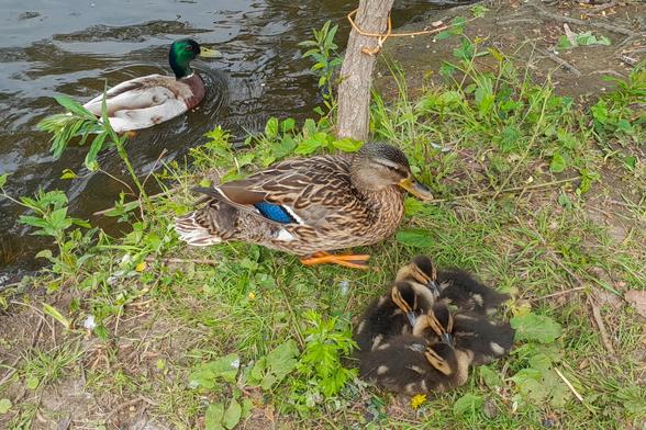 Eine Ente mit ihren Küken auf einer Wiese