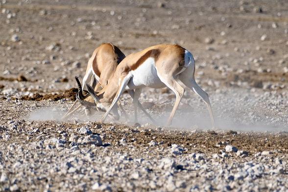 Fighting Springboks (Antidorcas marsupialis), Etosha National Park, Namibia