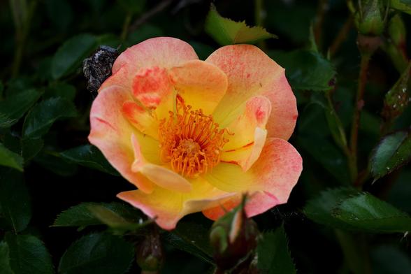 Red and Yellow Hybrid Tea Rose