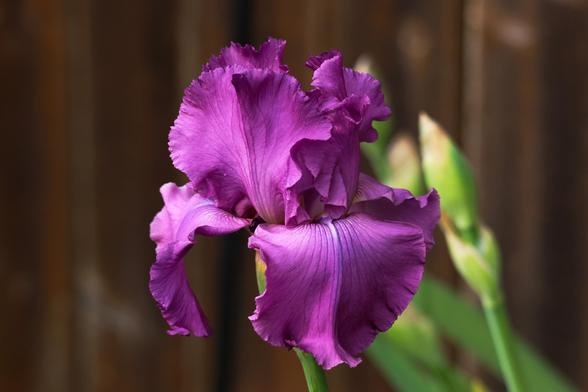 Purple Bearded Iris - The first one of mine to bloom this year.