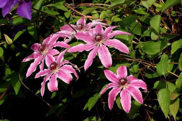 Pink and White Clematis