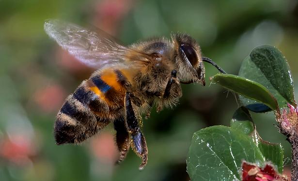Bee in Flight