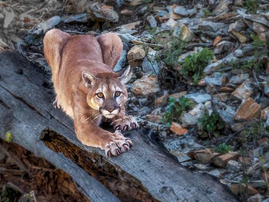 A focused mountain lion is poised on a log, stretching its front legs and showcasing its sharp claws. The backdrop features rocky terrain and greenery.