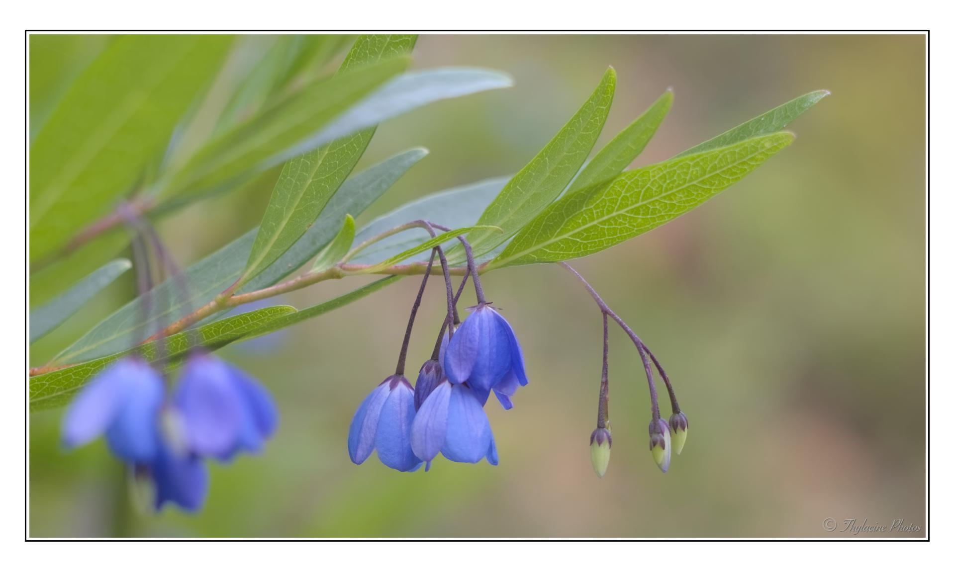 A close up of blue, bell shaped flowers hanging down in groups of 4 from a slender stem. The leaves are elongate, light shining through some. Petals are delicate and soft. Blurry green and brown background in muted tones. A close up of blue, bell shaped flowers hanging down in groups of 4 from a slender stem. The leaves are elongate, light shining through some. Petals are delicate and soft. Blurry green and brown background in muted tones.